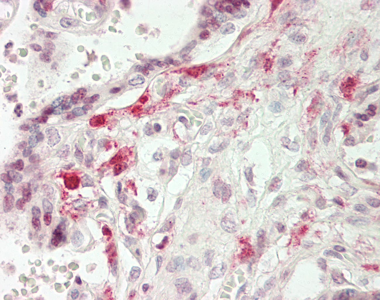 CBFA1 / RUNX2 Antibody (Biotin)
