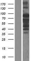 ARHGAP24 Protein (Over-Expression Lysate Myc-DDK (Flag))
