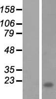 Human FLJ33360 Protein (Over-Expression Lysate Myc-DDK (Flag))