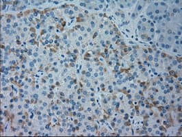 GSC / Goosecoid Antibody (aa107-257, clone OTI1D7, Carrier-free)