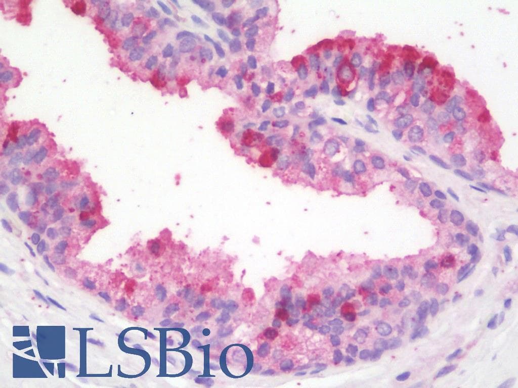 IHC-plus™ ZBTB24 / BIF1 Antibody (aa232-245)