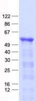 Human KIAA1970 / EARS2 Protein (Recombinant His, N-Terminal)