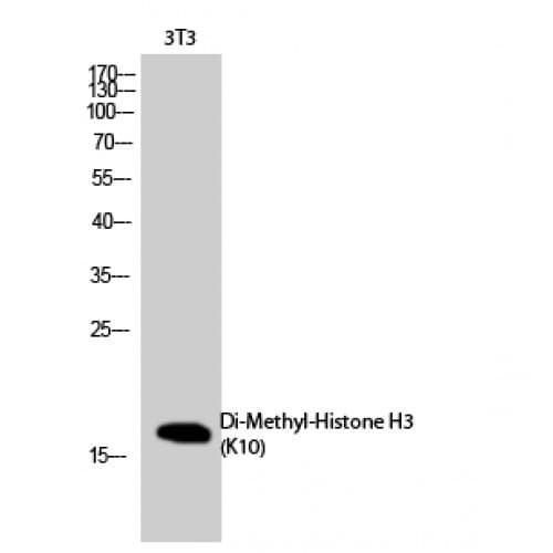 Polyclonal Rabbit anti-Human Histone H3 Antibody (N-Terminal, WB)