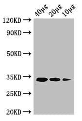 ldcA / Murein Tetrapeptide Carboxypeptidase Antibody (Biotin)