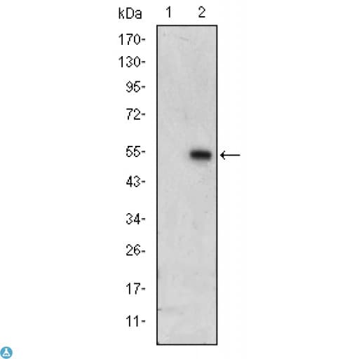 MAPK6 / ERK3 Antibody