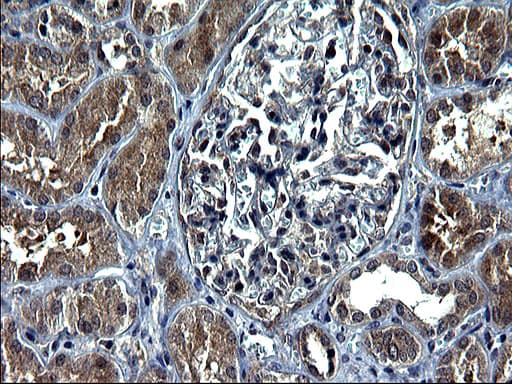 C12orf26 Antibody (clone OTI1B1)
