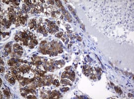 SRPRB Antibody (clone OTI2D7)