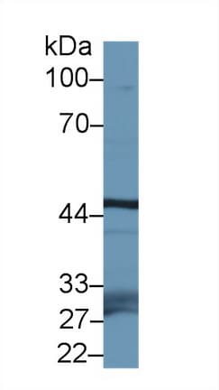 FBXL3 Antibody (aa1-292)