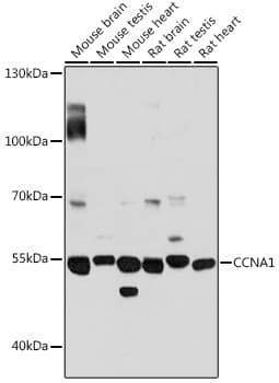 CCNA1 / Cyclin A1 Antibody