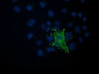VASP Antibody (clone OTI2G1, Carrier-free)