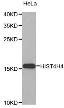 Polyclonal Rabbit anti-Human Histone H4 Antibody (IHC, IF, WB)