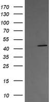 MAP2K1 / MKK1 / MEK1 Antibody (clone OTI8A6, Carrier-free)