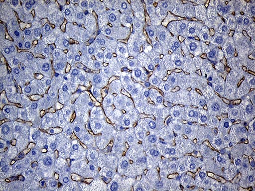TSPAN7 / CD231 Antibody (clone OTI2D6, Carrier-free)