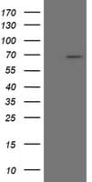 SENP2 Antibody (aa139-523, clone OTI1H1, Carrier-free)