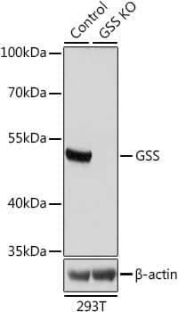 GSS / Glutathione Synthetase Antibody