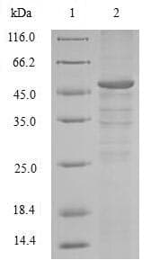Human CCNB1 / Cyclin B1 Protein (Recombinant 10His, N-terminus + Myc, C-terminus)