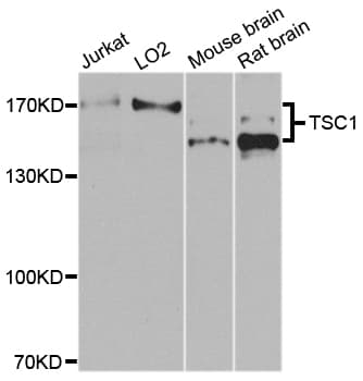 Hamartin / TSC1 Antibody