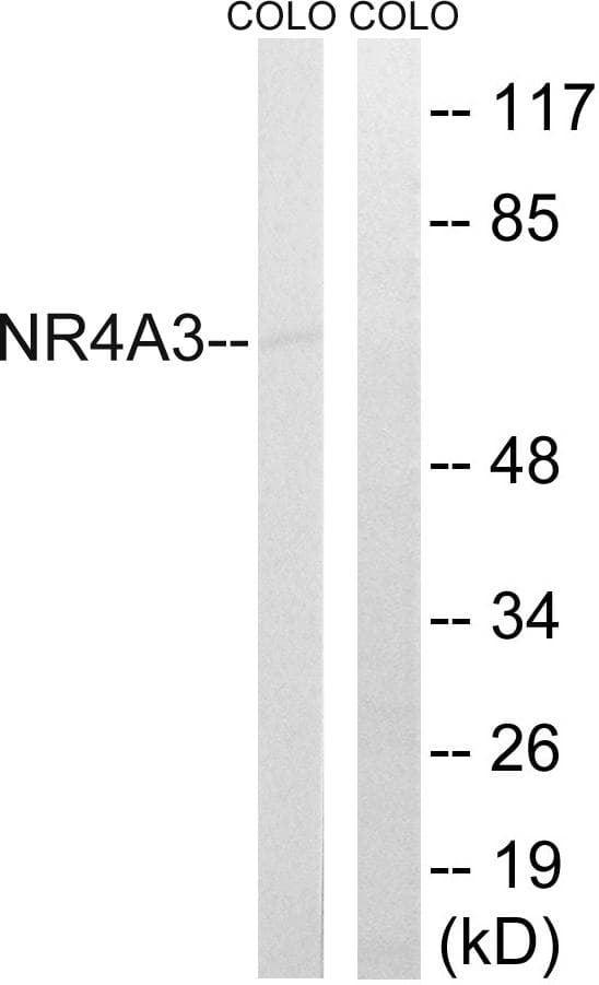 Nor-1 / NR4A3 Antibody