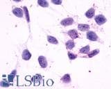 IHC-plus™ HRH4 / Histamine H4 Receptor Antibody (C-Terminus)