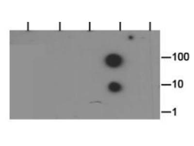 HIST3H3 Antibody (Me2-Lys37)