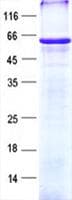 Human TRIM39 / RNF23 Protein (Recombinant His, N-Terminal)