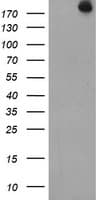 USP9X / FAM Antibody (aa2246-2570, clone OTI2B4)