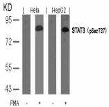 STAT3 Antibody