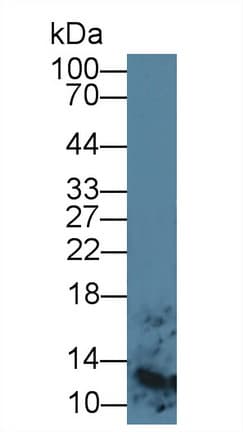 S100A8 / MRP8 Antibody