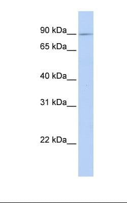 XYLT2 Antibody (aa722-771)