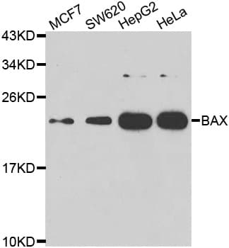 BAX Antibody