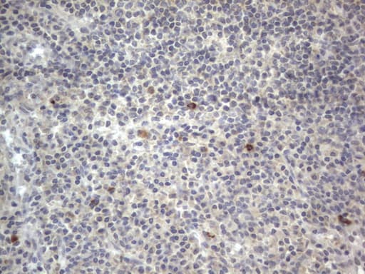 DDOST / OST48 Antibody (aa131-378, clone OTI2B4)
