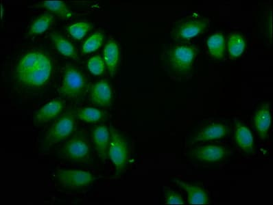 BCAP / PIK3AP1 Antibody