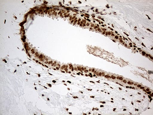 MED9 Antibody (clone OTI7F11)