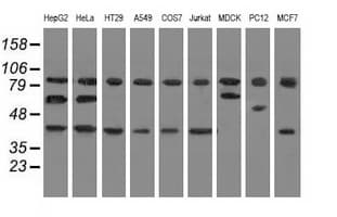 CBWD1 Antibody (clone OTI4D4)