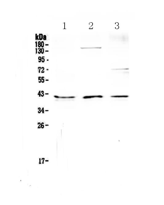 Polyclonal Rabbit anti-Human CD47 Antibody (WB)