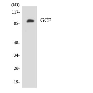 GCFC2 Antibody (aa134-183)