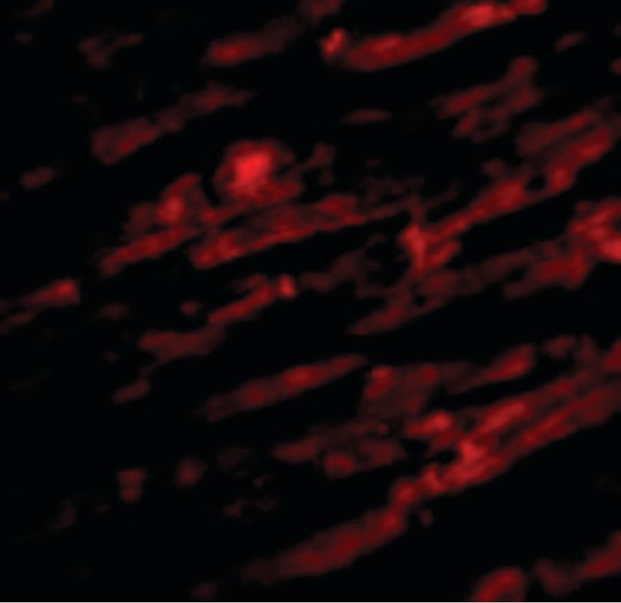 IHC-plus™ UNC93B / UNC93B1 Antibody