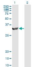 Monoclonal Mouse anti-Human PSME2 Antibody (clone 1G4, IHC, WB)