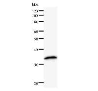 NUDT21 Antibody (clone 2203C3)