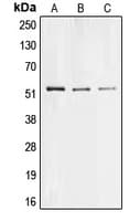 COL26A1 / EMID2 Antibody (Internal)