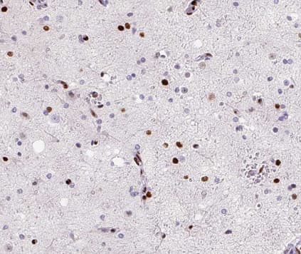 MED14 Antibody