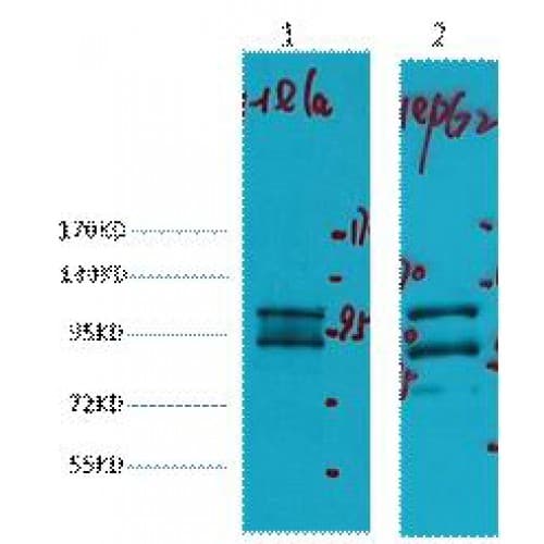 PathPlus™ IDE Antibody (clone 3H4)