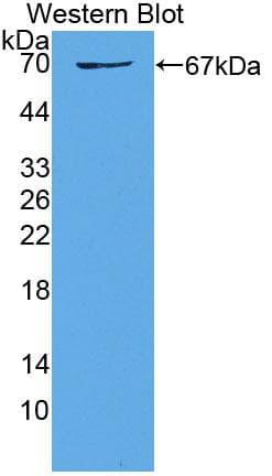 WNT2B Antibody (aa62-391)