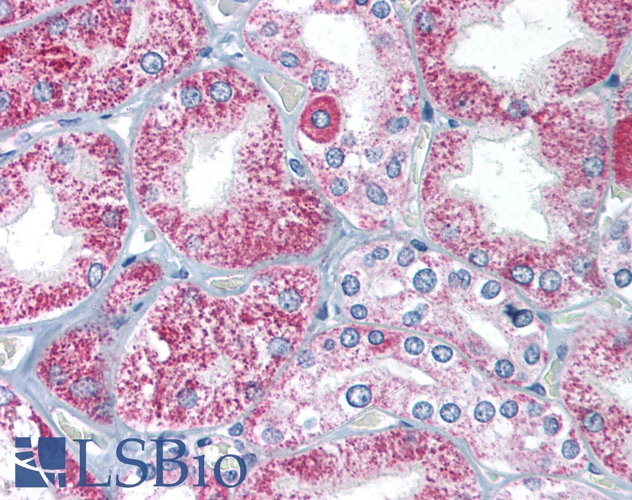 IHC-plus™ TIRAP Antibody