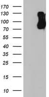 FBXO21 Antibody (clone OTI6E7, Carrier-free)