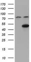 CBWD1 Antibody (clone OTI9H5)