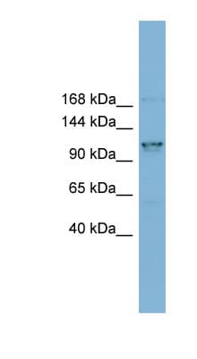 CCDC87 Antibody (N-Terminus)