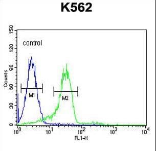 ENAM Antibody (aa1097-1126)