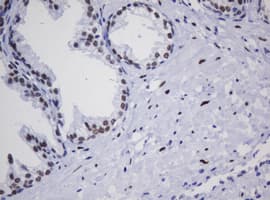 ZSCAN18 / ZNF447 Antibody (clone OTI2A9)