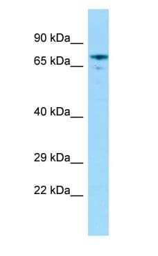 Polyclonal Rabbit anti-Rat GRHL2 Antibody (N-Terminus, WB)
